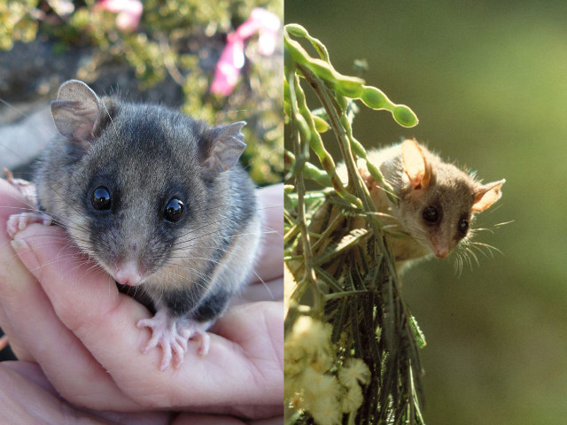 Hand holding small mouse plant free wallpaper - medium preview image