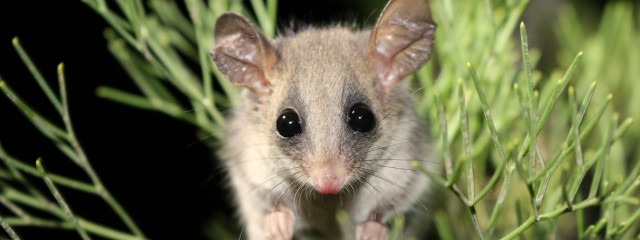 Small mouse tree branch surprised free wallpaper - medium preview image