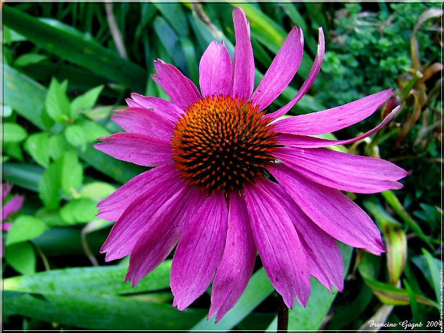 Purple flower red center green free wallpaper - medium preview image