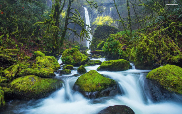 Stream lush green forest rocks free wallpaper - medium preview image