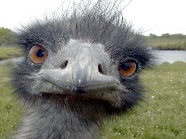 Emu grass flowers lake background free wallpaper - medium preview image