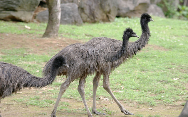 Ostriches walking grassy area tree free wallpaper - medium preview image