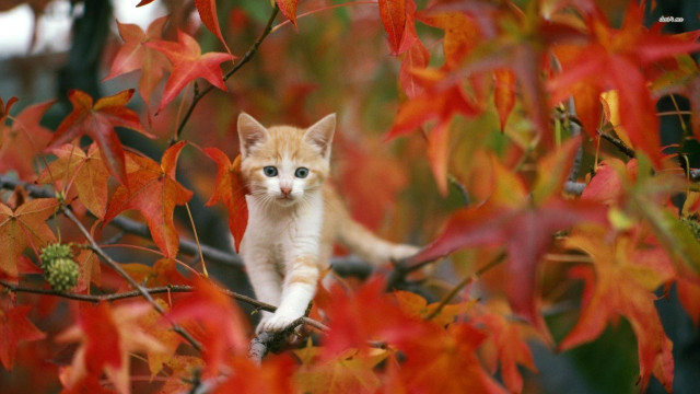 Kitten branch tree red leaves #2 free wallpaper - medium preview image