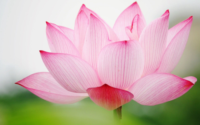 Pink flower blurry background foreground free wallpaper - medium preview image