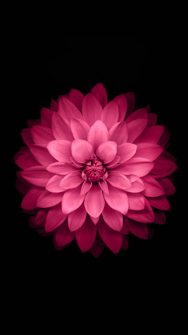 Pink flower dark background image free wallpaper - medium preview image