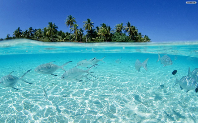 Lagoon fish island palm sky free wallpaper - medium preview image