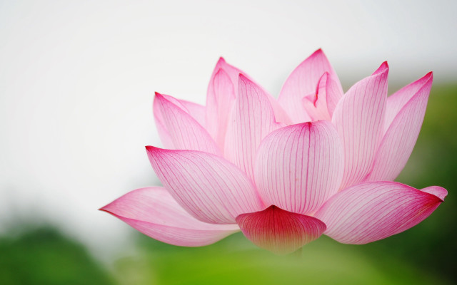 Pink flower blurry background image free wallpaper - medium preview image