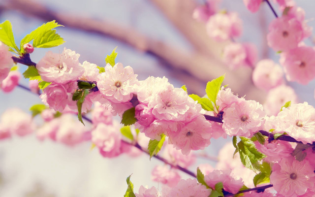 Pink flower branch sky blurry free wallpaper - medium preview image