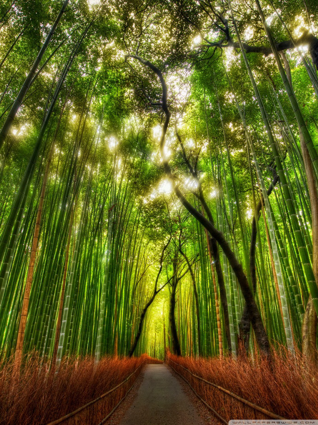 Bamboo forest path tall trees #2 free wallpaper - medium preview image