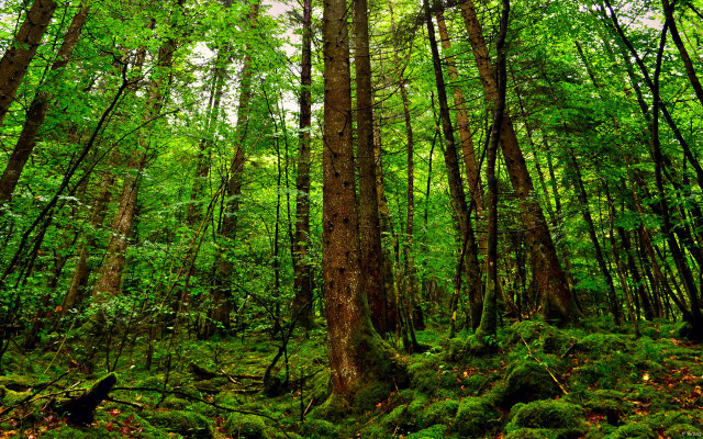Forest green trees ferns mossy free wallpaper - medium preview image