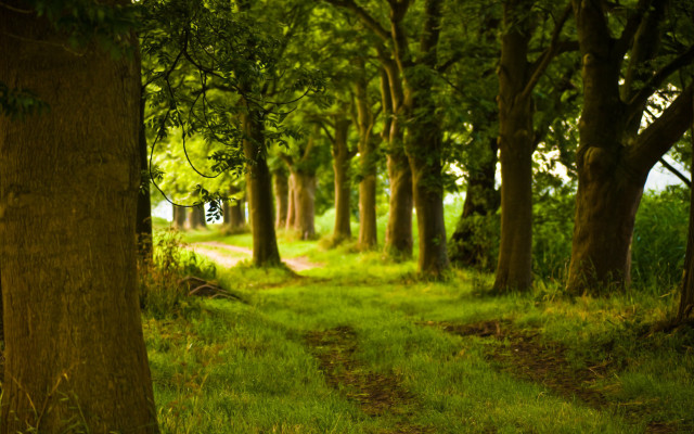 Forest path trees grass dirt free wallpaper - medium preview image