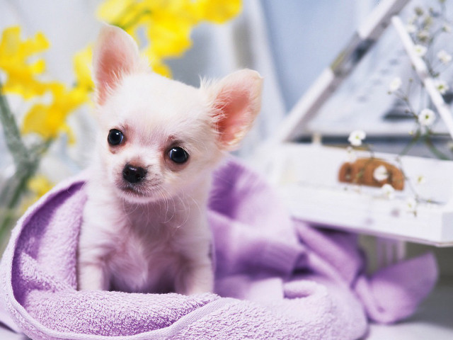 Small white dog purple towel free wallpaper - medium preview image
