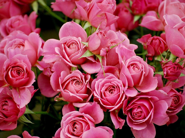 Pink roses blooming vase table #2 free wallpaper - medium preview image