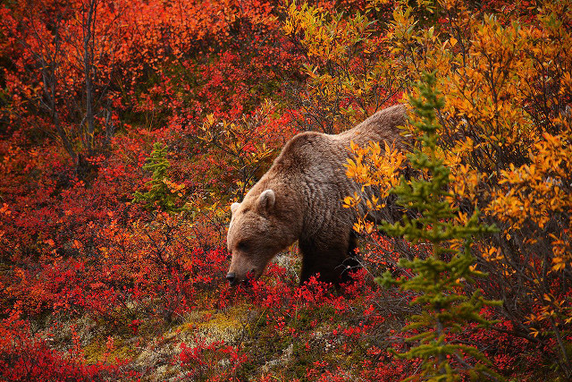Brown bear autumn forest walking free wallpaper - medium preview image
