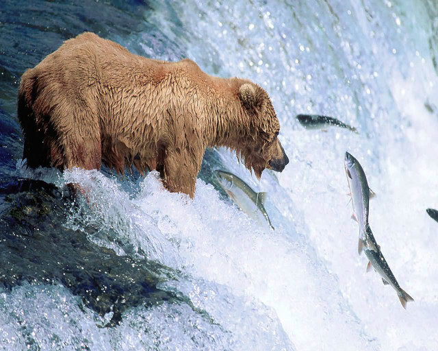 Bear waterfall fish mouth bear free wallpaper - medium preview image