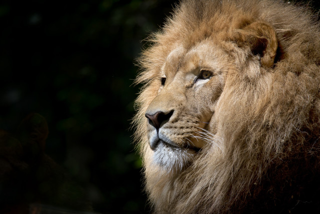 Lion camera blurry background trees free wallpaper - medium preview image