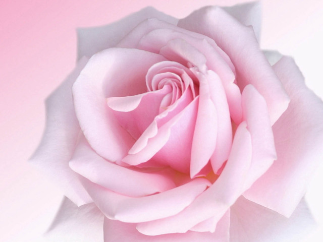 Pink rose close up pink free wallpaper - medium preview image