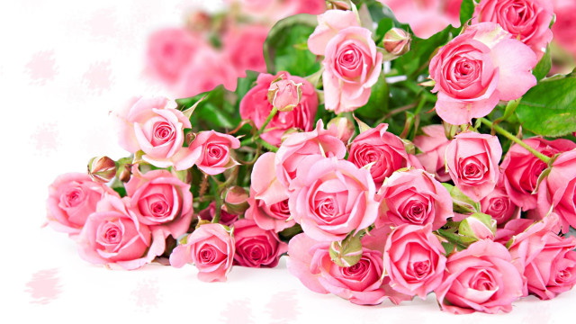 Pink roses white surface green #4 free wallpaper - medium preview image