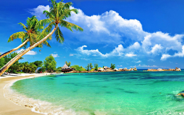 Beach palm tree blue sky #16 free wallpaper for desktop - medium preview image