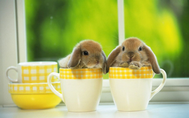 Two rabbits sitting in cup free wallpaper - medium preview image
