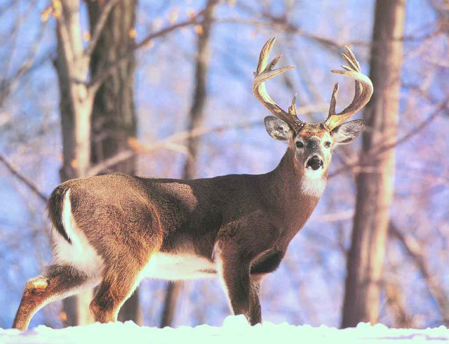 Deer antlers snow trees ground free wallpaper - medium preview image