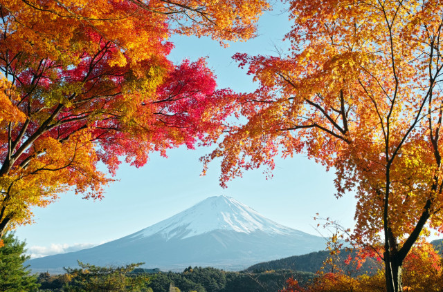 Mountain snow capped trees autumn free wallpaper - medium preview image