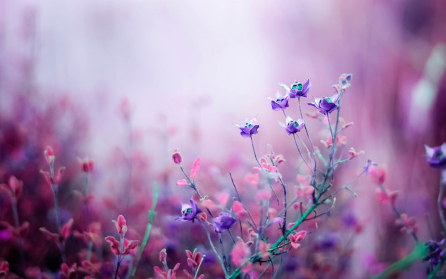 Close up flowers blurry background #4 free wallpaper - medium preview image