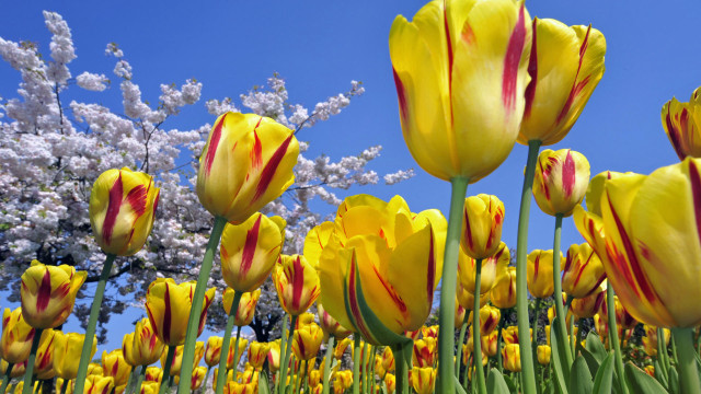 Yellow red tulips blue sky free wallpaper - medium preview image
