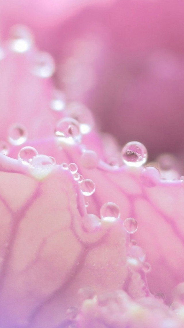 Pink flower water droplets macro #17 free wallpaper - medium preview image