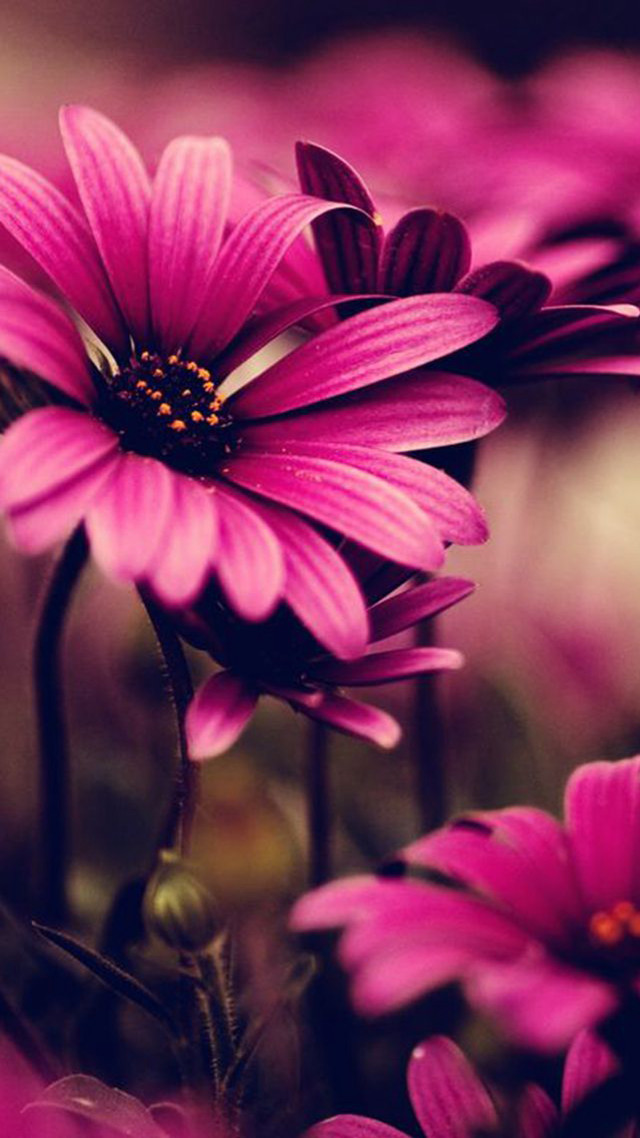 Pink flowers field grass background #2 free wallpaper - medium preview image