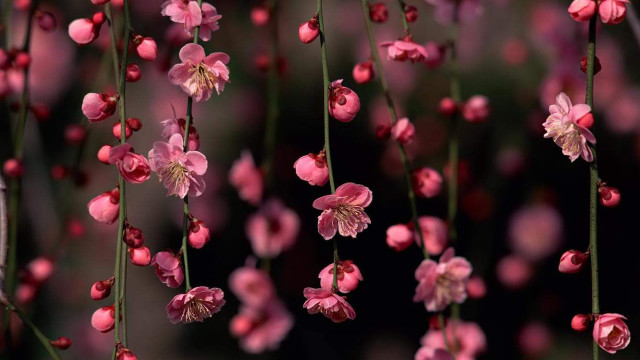 Pink flowers hanging tree branch #3 free wallpaper - medium preview image