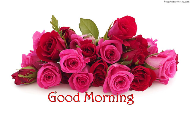 Red roses good morning bouquet free wallpaper - medium preview image
