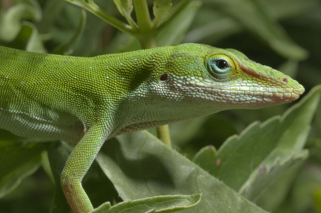 Green lizard leafy plant blue free wallpaper - medium preview image