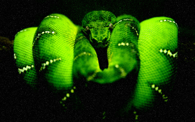 Curled green snake cobra macro free wallpaper - medium preview image
