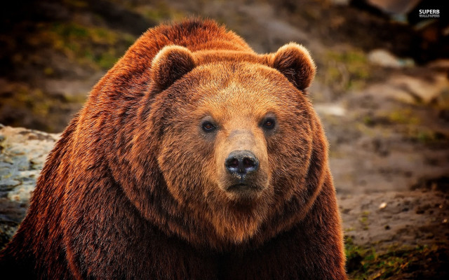 Brown bear dirt field forest #4 free wallpaper - medium preview image