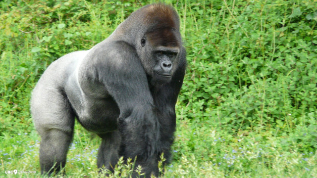 Gorilla field grass flowers bushes free wallpaper - medium preview image