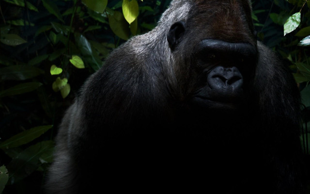 Gorilla forest trees leaves neck #2 free wallpaper - medium preview image