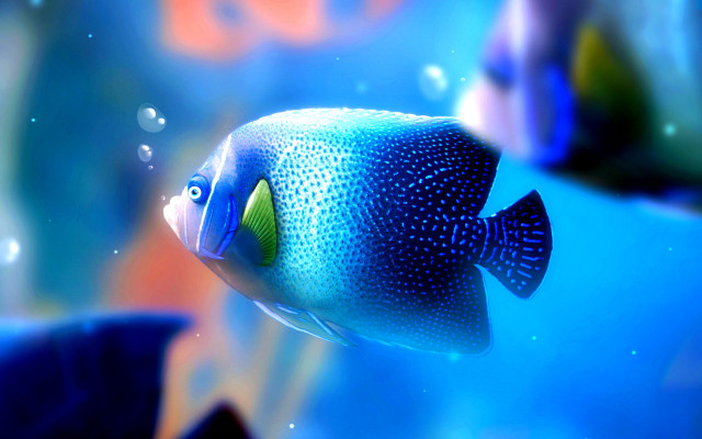 Blue fish green eye water free wallpaper - medium preview image