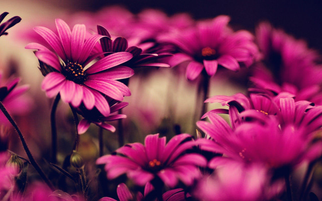 Pink flowers vase table blurry free wallpaper - medium preview image