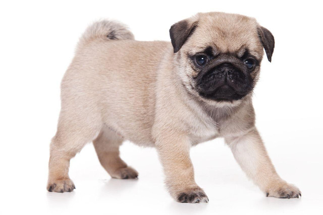 Small pug puppy sad expression free wallpaper - medium preview image