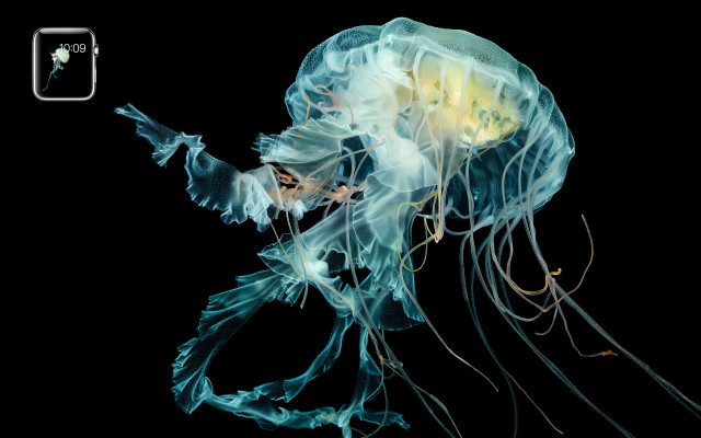 Jellyfish swimming water head turned free wallpaper - medium preview image