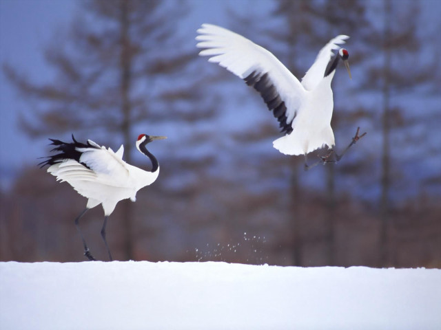 Birds flying snowy field trees free wallpaper - medium preview image