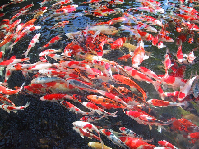 Fish group swimming pond sky free wallpaper - medium preview image