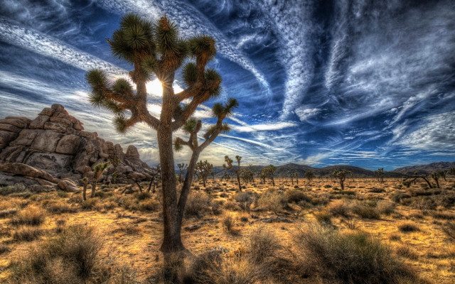 Desert joshua tree clouds mountains free wallpaper - medium preview image