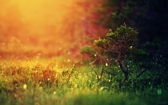 Small tree grassy field autumn free wallpaper - medium preview image