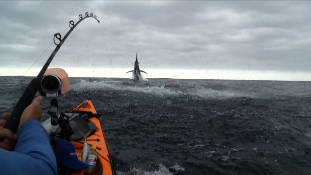 Kayak fishing shark boat water free wallpaper - medium preview image