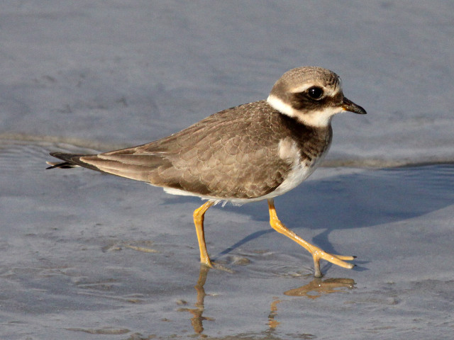 Small bird walking beach water free wallpaper - medium preview image