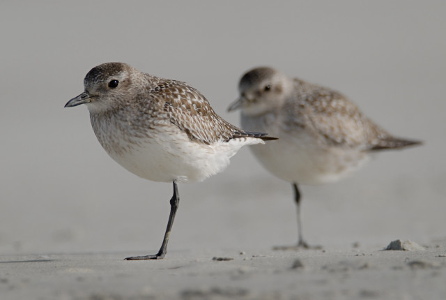 Two small birds sandy beach free wallpaper - medium preview image
