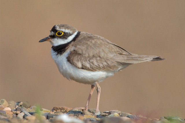 Small bird rocky ground yellow free wallpaper - medium preview image