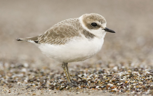 Small bird beach open beak free wallpaper - medium preview image